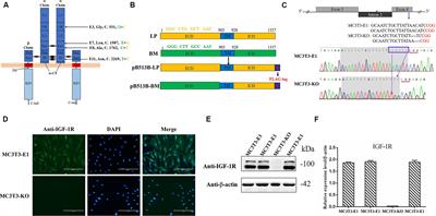 Synonymous Mutations of Porcine Igf1r Extracellular Domain Affect Differentiation and Mineralization in MC3T3-E1 Cells